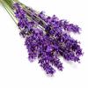 Lavender के स्वास्थ्यवर्धक लाभ 