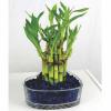 Vastu tips Bamboo plants लगाएं घर में धन-दौलत लाएं 