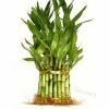 Vastu tips Bamboo plants लगाएं घर में धन-दौलत लाएं 