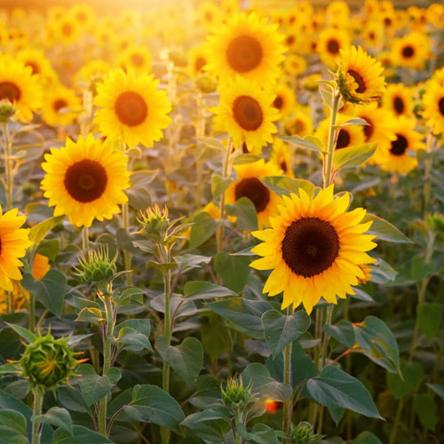 सिर्फ खूबसूरत नहीं, बल्कि सेहत का भी खजाना है सूरजमुखी
