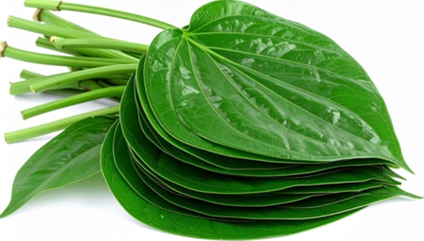 Health Tips: साधारण नहीं पान का पत्ता, सेवन से मिलते हैं ये 7 बड़े फायदे 
