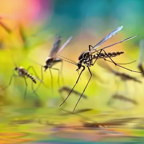 गर्मियों में शुरू हो गया है मच्छरों का आतंक, घरेलू नुस्खों से भगाएं