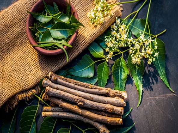 Health Tips :&nbsp;&nbsp;दातुन है मुंह का असली संरक्षक, जो पेट से लेकर आंखों तक के लिए लाभकारी है