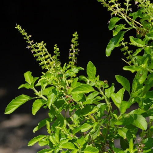 सर्दियों में जल्दी सूखने लगता है तुलसी का पौधा, इन तरीकों से करें देखभाल