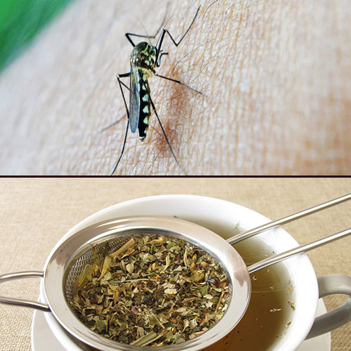 मच्छरों को भगाने के लिए चाय पत्ती का करें इस्तेमाल, नहीं खरीदना पड़ेगा दूसरा प्रोडक्ट