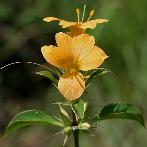 वज्रदंती: दांतों के लिए चमत्कारी औषधि, ओरल हेल्थ में है रामबाण