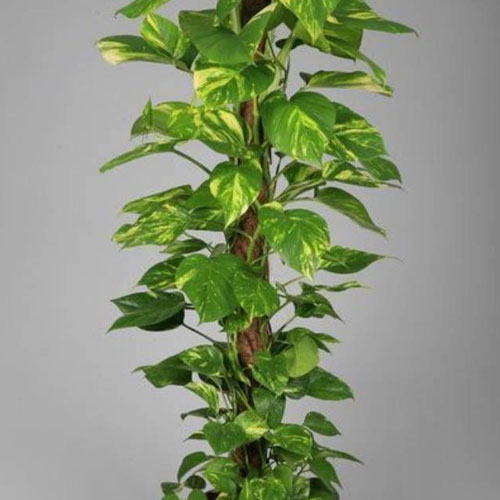 Vastu Tips: मनी प्लांट पर बांध दीजिए ये चीजें खुल जाएगी किस्मत, नहीं होगी धन की कमी