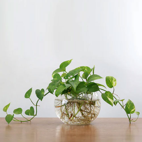 क्या है मनी प्लांट लगाने का शुभ दिन, नहीं रुकेगी बरकत