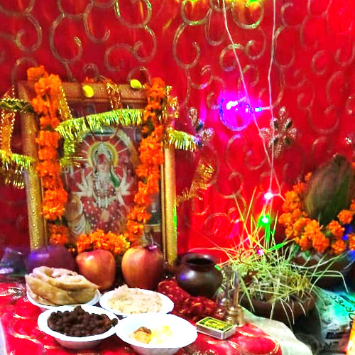 नवरात्रि पूजन के बाद उगे हुए ज्वार का क्या करें, इस तरह कर सकते हैं इस्तेमाल