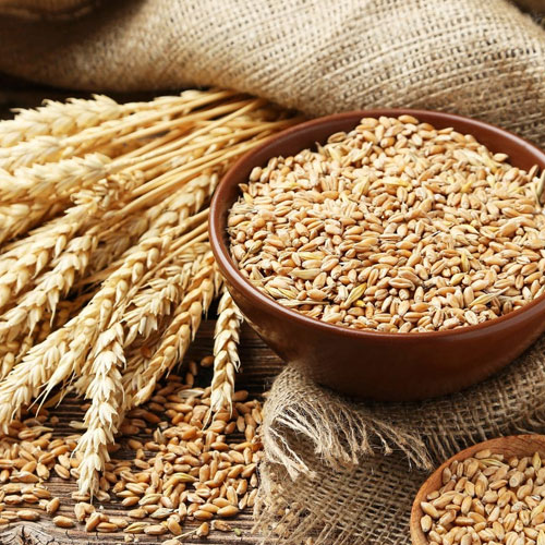 शरीर के लिए अमृत समान है गेहूं, आयुर्वेद से जानें कब सेवन है लाभकारी