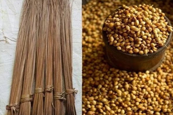 धनतेरस पर क्यों खरीदते हैं धनिया और झाड़ू, जानिए क्या है वजह
