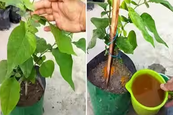घर में आसानी से लगा सकते हैं बेलपत्र का पौधा, इन बातों का रखें खास ध्यान
