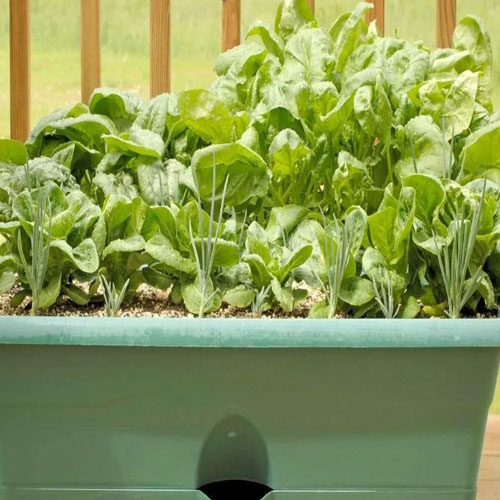 सर्दियों में घर पर ही उगा सकते हैं ताजा पालक, फॉलो करें ये टिप्स