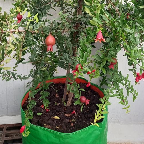 बालकनी के गमले में उगा सकते हैं अनार के फल, ये है आसान तरीके 