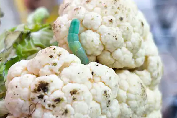 गोभी को बिना काटे निकाल सकते हैं कीड़ा, ये ट्रिक करें इस्तेमाल